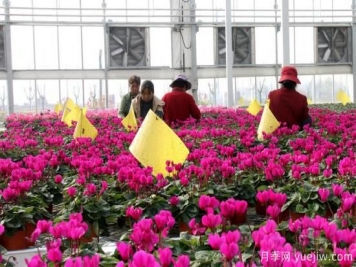 扬州高邮：每天发货30万株，花工厂绽放乡村振兴致富花