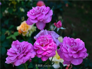 南昌滨江月季园，带你去看天下风流的江西月季花
