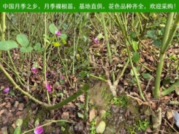 上海龙凤419：月季裸根苗的选购、栽植、肥水、养护技术大全