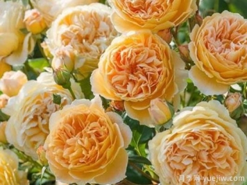 大花香水月季的养护方法，分享10种花香飘满屋