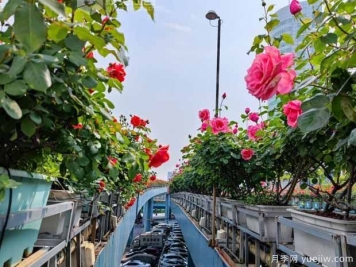 1.2万株月季盛开，南昌八一桥景观花廊拥抱春景