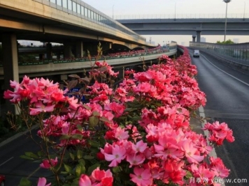 30万株新品种，杭州高架月季会带来什么样的惊喜？