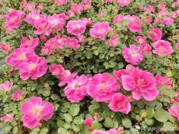 仙境盆栽月季杯苗粉色丰花，绿化工程批发