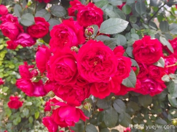 6款红色系的藤本月季品种，适合打造网红花墙