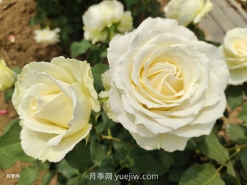 十一朵白玫瑰的花语和寓意