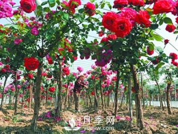 新品“月季树”为北京市花添色彩，居然引种自南阳内乡