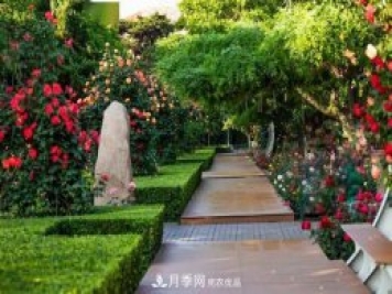 秦皇岛适合养月季花，市花和市树是什么
