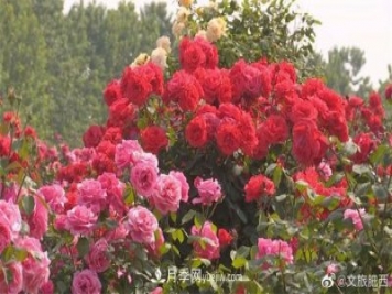 肥西县三河镇百亩树状月季园：花开正艳，产业增收